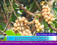 รองผู้ว่าฯ ออกรายการ &quot;ผู้ว่าฯคุยกับประชาชน&quot; และ &quot;รายการแหลงข ... พารามิเตอร์รูปภาพ 4
