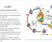 ผู้ว่าฯสุราษฎร์ธานี จับมือ นายแพทย์สาธารณสุข แถลง พบหญิงต่าง ... พารามิเตอร์รูปภาพ 11