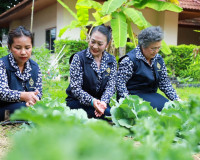 ผู้ว่าฯ สุราษฎร์ธานีจับมือแม่บ้านมหาดไทยเก็บเกี่ยวผลผลิตผักป ... พารามิเตอร์รูปภาพ 15