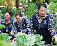 ผู้ว่าฯ สุราษฎร์ธานีจับมือแม่บ้านมหาดไทยเก็บเกี่ยวผลผลิตผักป ... พารามิเตอร์รูปภาพ 16