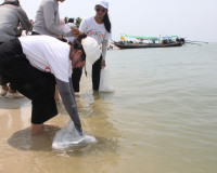 ผู้ว่าฯ สุราษฎร์ธานีร่วมปล่อยลูกปูม้า 200,000 ตัว คืนสู่ธรรม ... พารามิเตอร์รูปภาพ 19