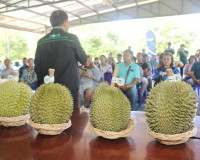 สภาเกษตรกรจังหวัดสุราษฎร์ธานีร่วมกับสมาคมทุเรียนใต้ จัดงาน &quot; ... พารามิเตอร์รูปภาพ 7