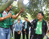สภาเกษตรกรจังหวัดสุราษฎร์ธานีร่วมกับสมาคมทุเรียนใต้ จัดงาน &quot; ... พารามิเตอร์รูปภาพ 13