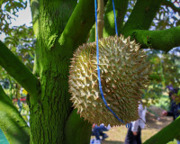 ผู้ว่าฯ สุราษฎร์ธานี ลงพื้นที่ตรวจเยี่ยมสวนทุเรียน ของสมาชิก ... พารามิเตอร์รูปภาพ 4