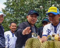 ผู้ว่าฯ สุราษฎร์ธานี ลงพื้นที่ตรวจเยี่ยมสวนทุเรียน ของสมาชิก ... พารามิเตอร์รูปภาพ 18