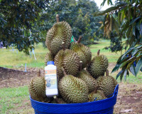 ผู้ว่าฯ สุราษฎร์ธานี ลงพื้นที่ตรวจเยี่ยมสวนทุเรียน ของสมาชิก ... พารามิเตอร์รูปภาพ 22