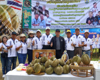 ผู้ว่าฯ สุราษฎร์ธานี ลงพื้นที่ตรวจเยี่ยมสวนทุเรียน ของสมาชิก ... พารามิเตอร์รูปภาพ 25