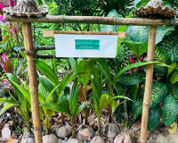 รองผู้ว่าราชการจังหวัดสุราษฎร์ธานี ร่วมต้อนรับนางสาวศศิธร กิ ... พารามิเตอร์รูปภาพ 11