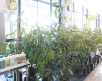 สมาคมการค้าทุเรียนไทยอัตลักษณ์ชุมชน เปิดเวทีเสวนา “SURAT DUR ... พารามิเตอร์รูปภาพ 26