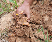 ผู้ว่าฯ สุราษฎร์ธานี ร่วมติดตามการดำเนินงานโครงการชุมชนพลังเ ... พารามิเตอร์รูปภาพ 15