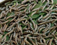 จังหวัดสุราษฎร์ธานีต้อนรับมหกรรม “หม่อนไหมดี 4 ภาค” สืบสานภู ... พารามิเตอร์รูปภาพ 15