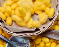 จังหวัดสุราษฎร์ธานีต้อนรับมหกรรม “หม่อนไหมดี 4 ภาค” สืบสานภู ... พารามิเตอร์รูปภาพ 22