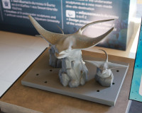 สุราษฎร์ธานี ผนึกกำลัง ปตท.สผ. - ทช. เนรมิต “ลานประติมากรรมใ ... พารามิเตอร์รูปภาพ 31