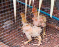 สุราษฎร์ธานีรวมใจภักดิ์! ผู้ว่าฯ นำขบวนจิตอาสาทำความดีเพื่อส ... พารามิเตอร์รูปภาพ 17