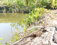 คณะกรรมาธิการเกษตรฯ วุฒิสภา ลงพื้นที่จังหวัดสุราษฎร์ธานีร่วม ... พารามิเตอร์รูปภาพ 28