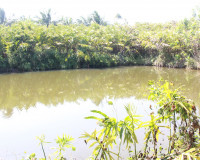 คณะกรรมาธิการเกษตรฯ วุฒิสภา ลงพื้นที่จังหวัดสุราษฎร์ธานีร่วม ... พารามิเตอร์รูปภาพ 40