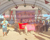 รองผู้ว่าราชการจังหวัดสุราษฎร์ธานี เป็นประธานเปิดการประกวดโค ... พารามิเตอร์รูปภาพ 8