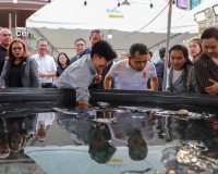 สุราษฎร์ธานีจัดใหญ่ “Taste of Surat เทศกาลกินกุ้งสุราษฎร์” ก ... พารามิเตอร์รูปภาพ 4
