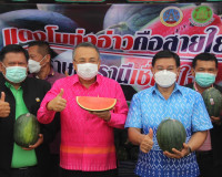 ผู้ว่าราชการจังหวัดสุราษฎร์ธานี ปล่อยคาราวานแตงโมทุ่งอ่าว กว ... พารามิเตอร์รูปภาพ 4
